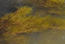Potamogeton pectinatus